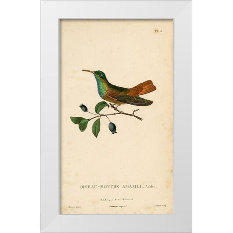 Oiseau-Mouche Amazili White Modern Wood Framed Art Print by Art Licensing Studio