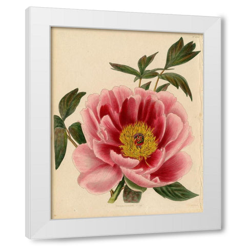 Paeonia Montan White Modern Wood Framed Art Print by Art Licensing Studio