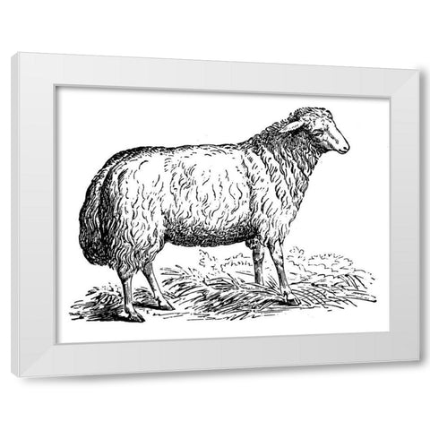 Ewe White Modern Wood Framed Art Print by Art Licensing Studio