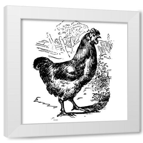 Garden Chicken White Modern Wood Framed Art Print by Art Licensing Studio