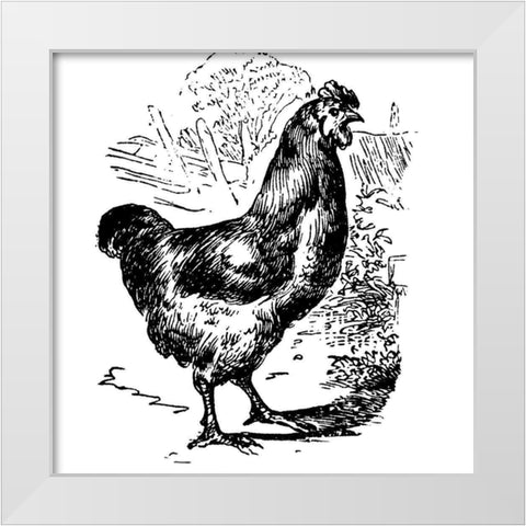 Garden Chicken White Modern Wood Framed Art Print by Art Licensing Studio