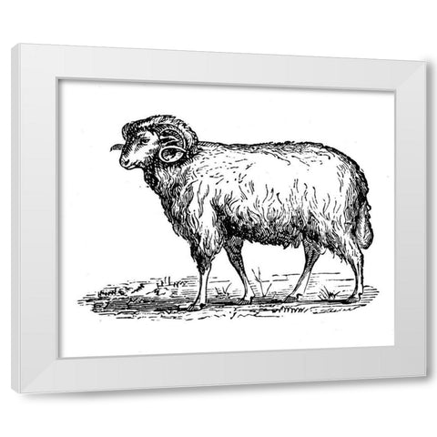 Mr Ram White Modern Wood Framed Art Print by Art Licensing Studio