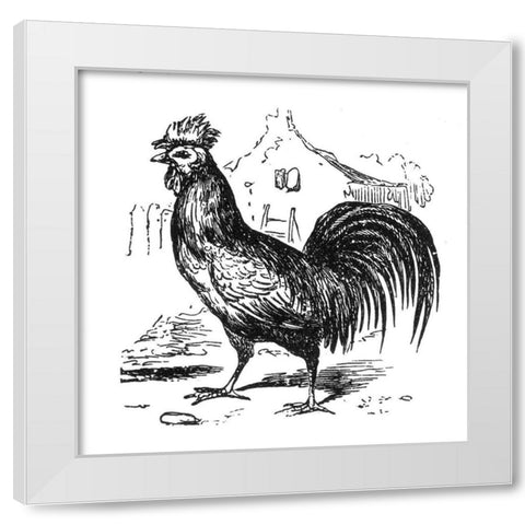 Roving Rooster White Modern Wood Framed Art Print by Art Licensing Studio