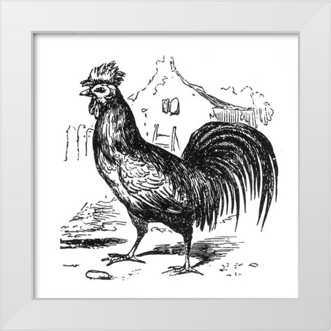 Roving Rooster White Modern Wood Framed Art Print by Art Licensing Studio