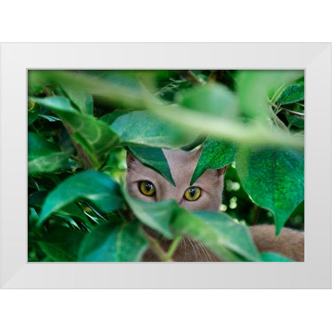 Abandoned Cat - 3 White Modern Wood Framed Art Print by Heine, Ben
