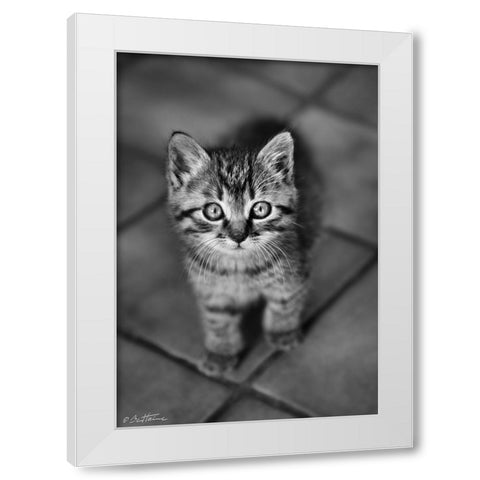 Cute Kitty White Modern Wood Framed Art Print by Heine, Ben