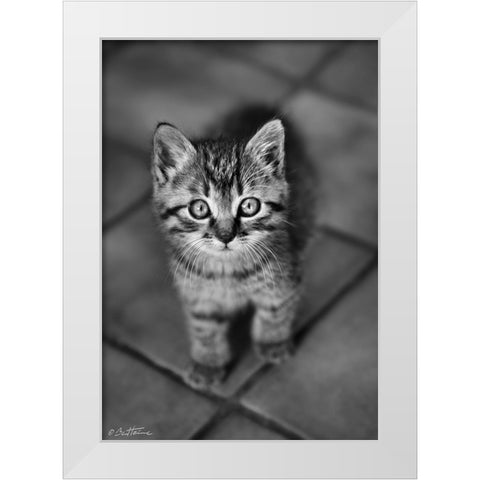 Cute Kitty White Modern Wood Framed Art Print by Heine, Ben