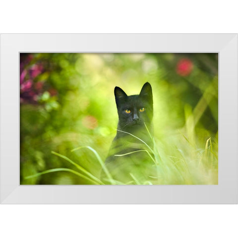 Black Cat White Modern Wood Framed Art Print by Heine, Ben