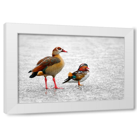 It is Freezing White Modern Wood Framed Art Print by Heine, Ben