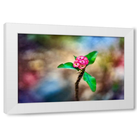 Fragile - Thailand - 391 White Modern Wood Framed Art Print by Heine, Ben