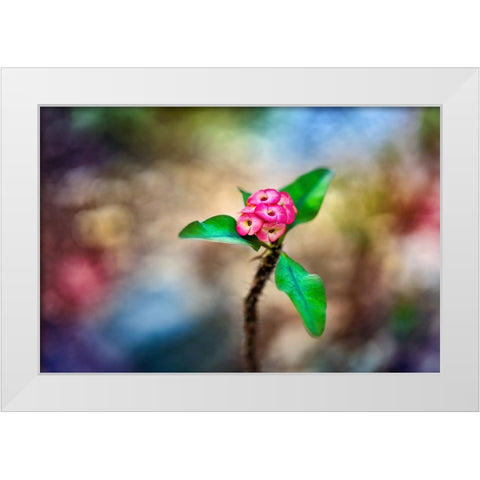 Fragile - Thailand - 391 White Modern Wood Framed Art Print by Heine, Ben