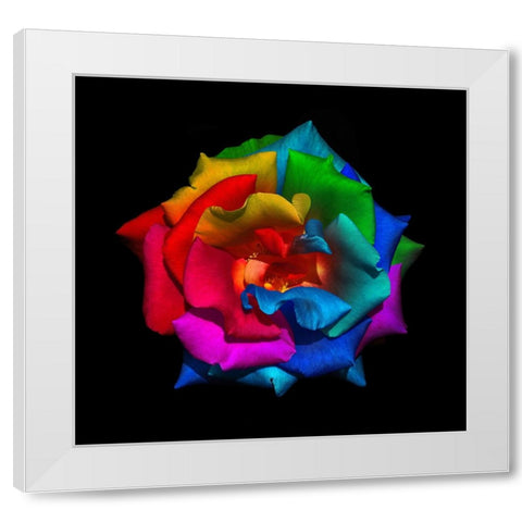 Multicolor Rose White Modern Wood Framed Art Print by Heine, Ben