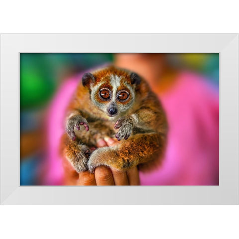 Slow Loris 2 - Thailand - 92 White Modern Wood Framed Art Print by Heine, Ben