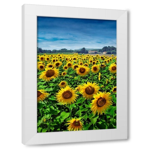Turn your Face to the Sun White Modern Wood Framed Art Print by Heine, Ben