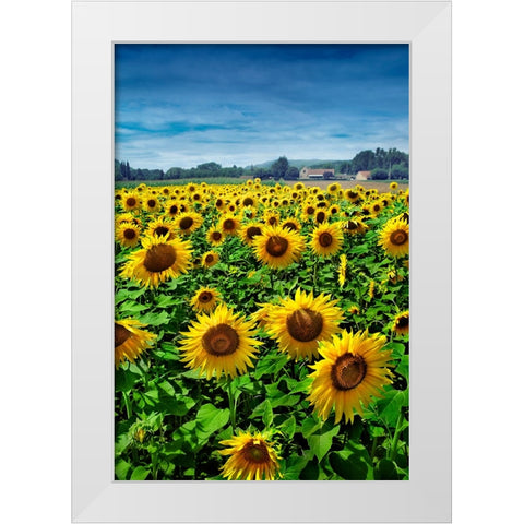 Turn your Face to the Sun White Modern Wood Framed Art Print by Heine, Ben