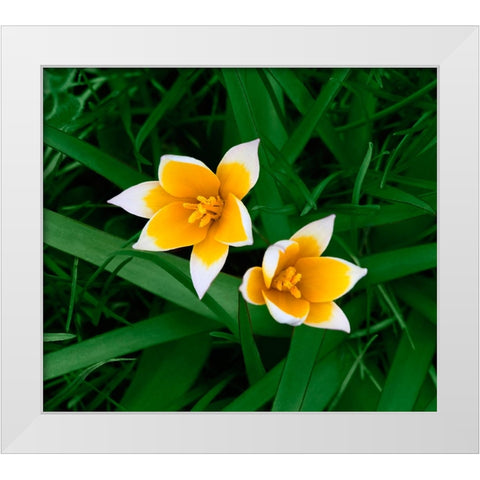 Birth White Modern Wood Framed Art Print by Heine, Ben