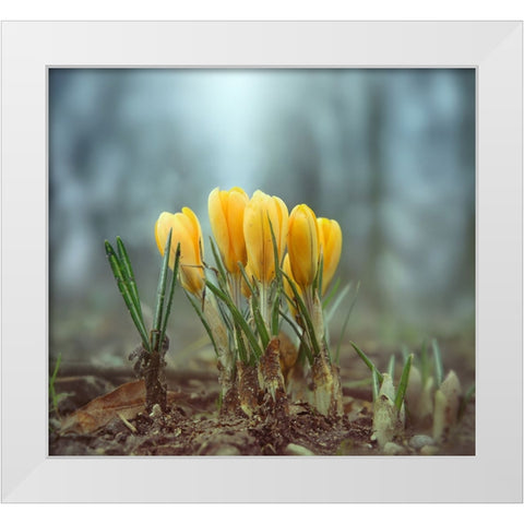 Crocuses White Modern Wood Framed Art Print by Heine, Ben