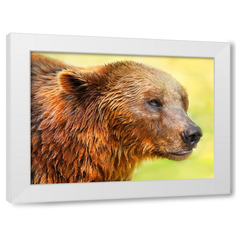 Cute Bear 2 White Modern Wood Framed Art Print by Heine, Ben