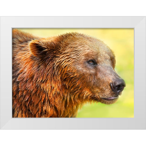 Cute Bear 2 White Modern Wood Framed Art Print by Heine, Ben