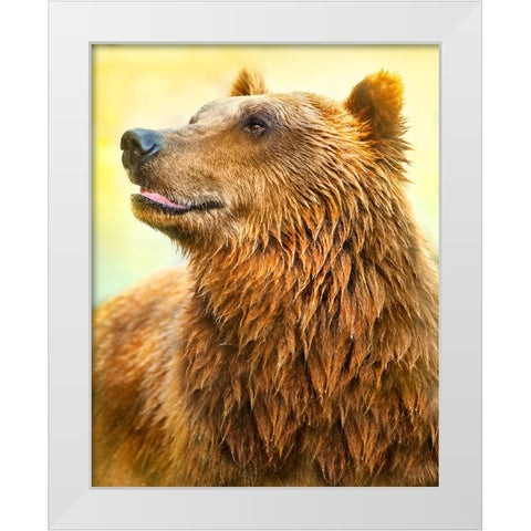 Cute Bear White Modern Wood Framed Art Print by Heine, Ben