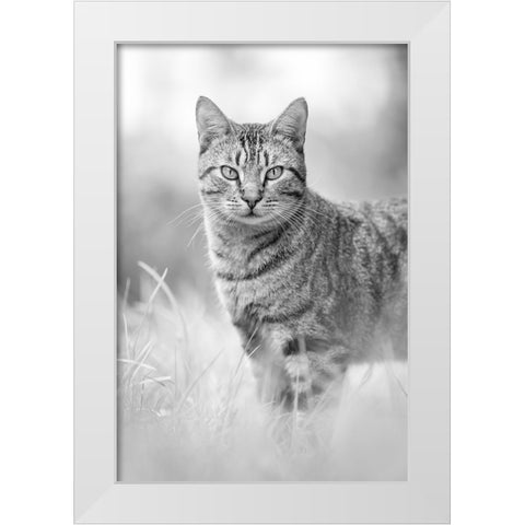 IMG_1426 White Modern Wood Framed Art Print by Heine, Ben