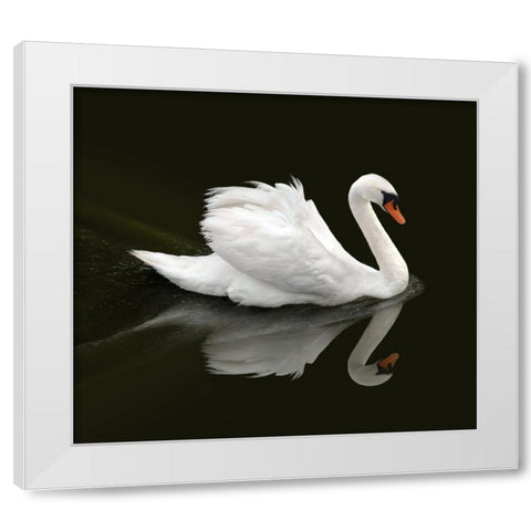 Swan 1 White Modern Wood Framed Art Print by Heine, Ben