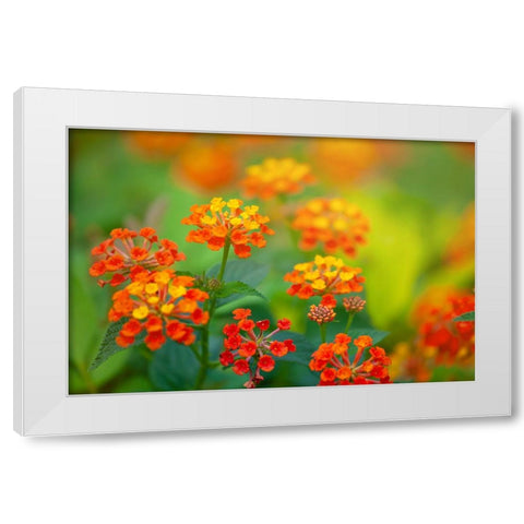 Tunisia 58 White Modern Wood Framed Art Print by Heine, Ben