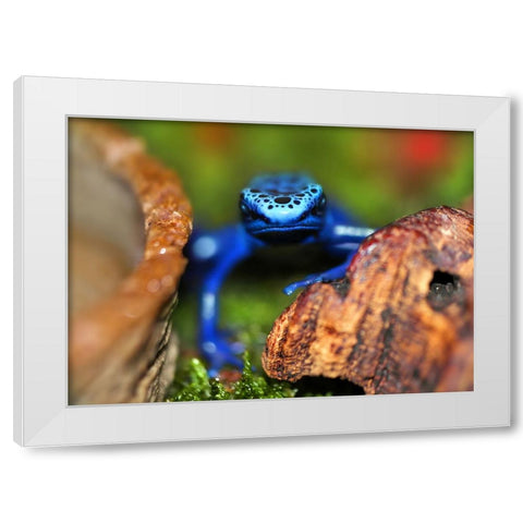 Whats Up White Modern Wood Framed Art Print by Heine, Ben