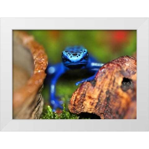 Whats Up White Modern Wood Framed Art Print by Heine, Ben