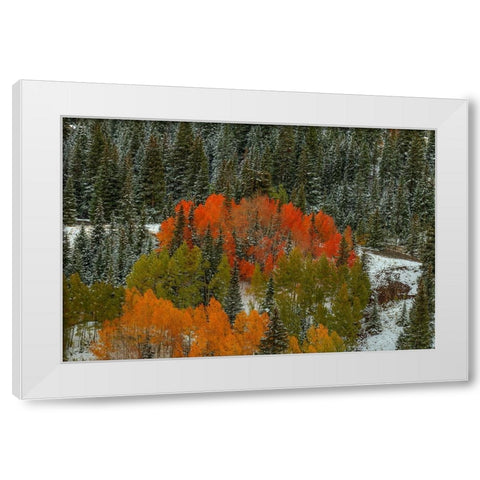 A Circle Of Color White Modern Wood Framed Art Print by Sherrell, Bill