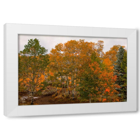 A Splash Of Color 2 White Modern Wood Framed Art Print by Sherrell, Bill