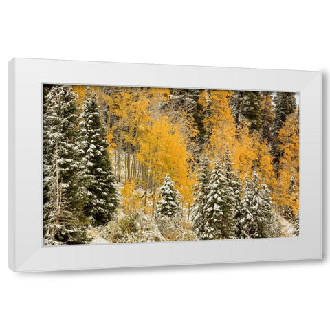 Autumn Wonderland At Rabbit Ears Pass White Modern Wood Framed Art Print by Sherrell, Bill
