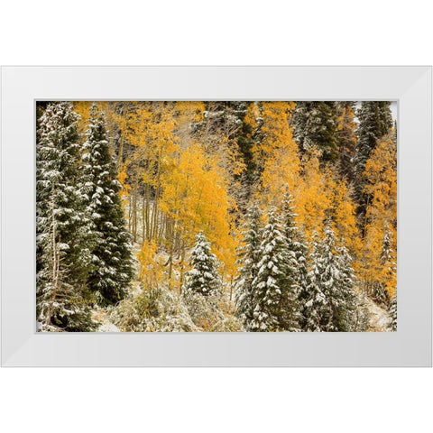 Autumn Wonderland At Rabbit Ears Pass White Modern Wood Framed Art Print by Sherrell, Bill