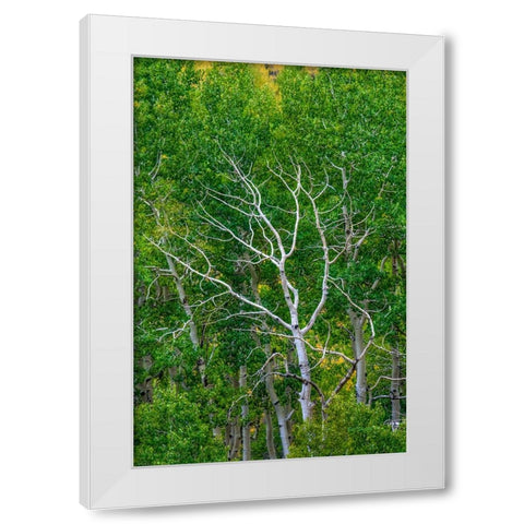 Branching Out White Modern Wood Framed Art Print by Sherrell, Bill