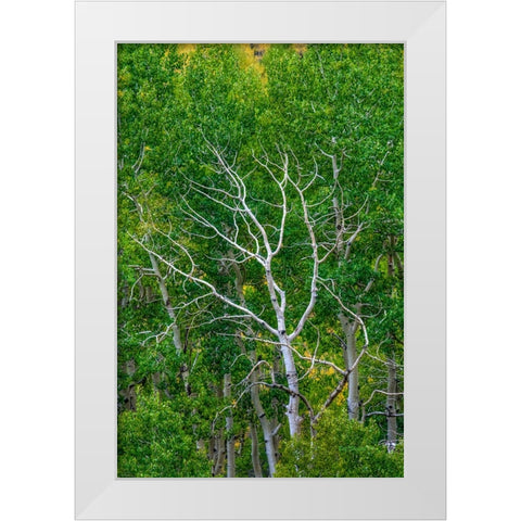 Branching Out White Modern Wood Framed Art Print by Sherrell, Bill