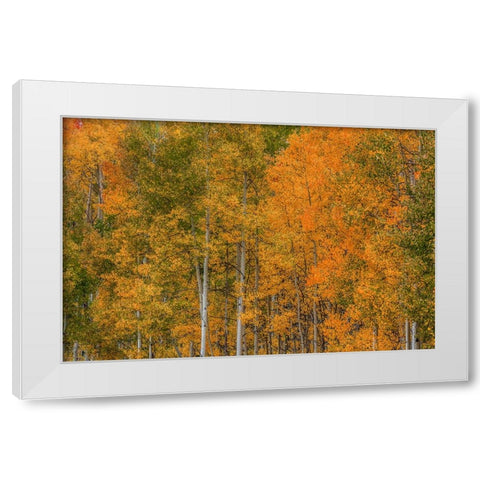 Color Transformation White Modern Wood Framed Art Print by Sherrell, Bill