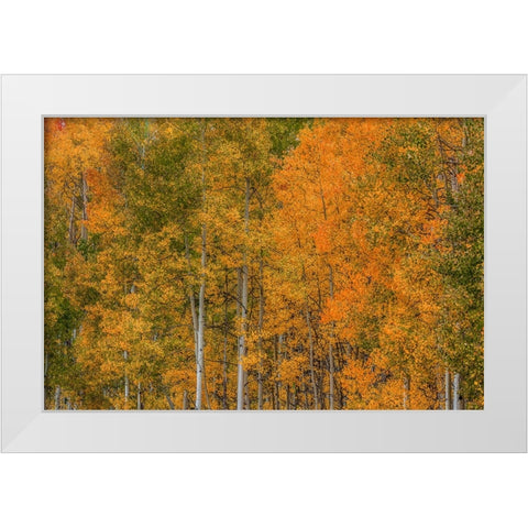 Color Transformation White Modern Wood Framed Art Print by Sherrell, Bill