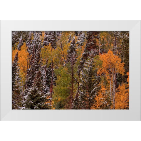 Contrasts White Modern Wood Framed Art Print by Sherrell, Bill