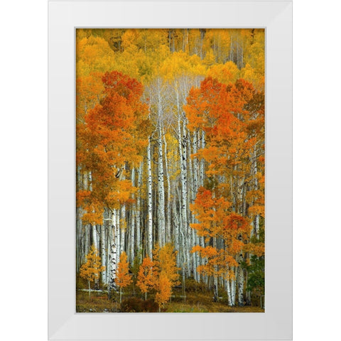 Dalmatian Autumn White Modern Wood Framed Art Print by Sherrell, Bill