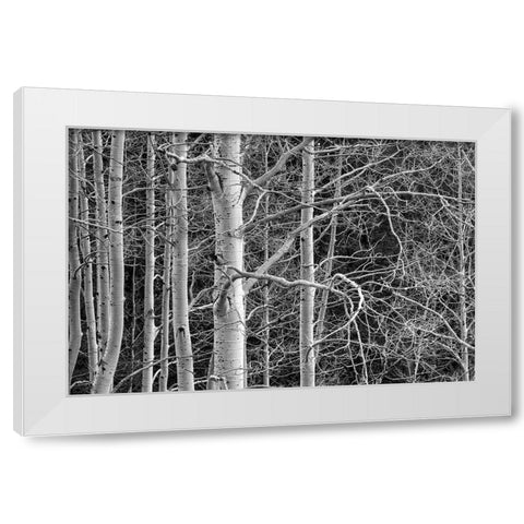 Dont Tangle With Me White Modern Wood Framed Art Print by Sherrell, Bill