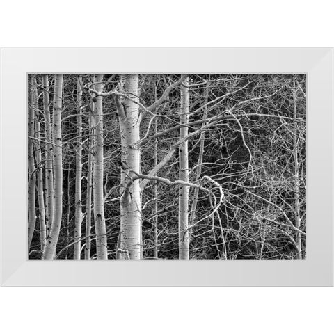 Dont Tangle With Me White Modern Wood Framed Art Print by Sherrell, Bill