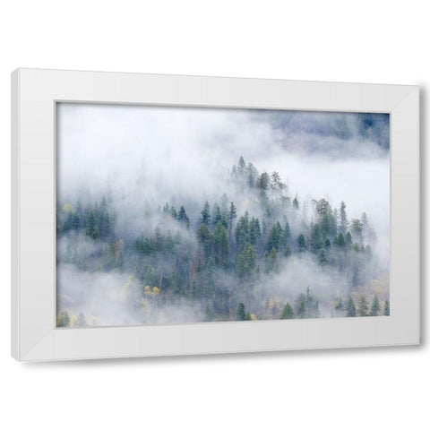 Forest In The Clouds White Modern Wood Framed Art Print by Sherrell, Bill