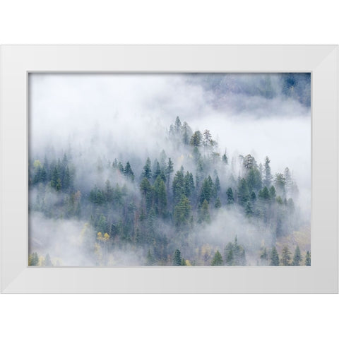 Forest In The Clouds White Modern Wood Framed Art Print by Sherrell, Bill