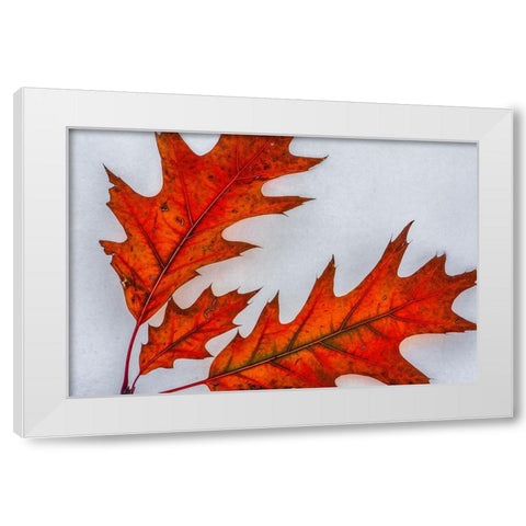 Fragile Transformation White Modern Wood Framed Art Print by Sherrell, Bill