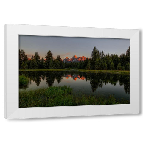 Morning Glory White Modern Wood Framed Art Print by Sherrell, Bill