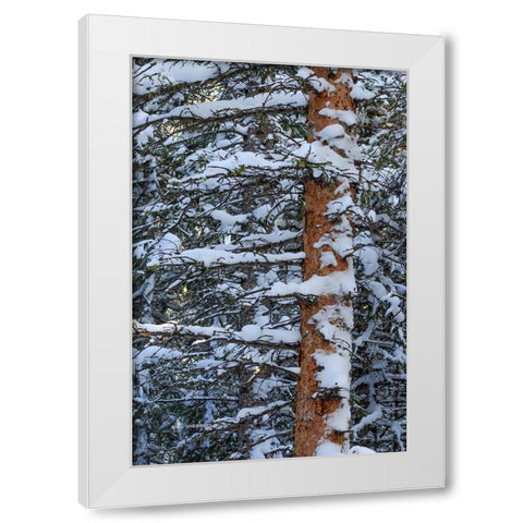 Out On A Limb White Modern Wood Framed Art Print by Sherrell, Bill