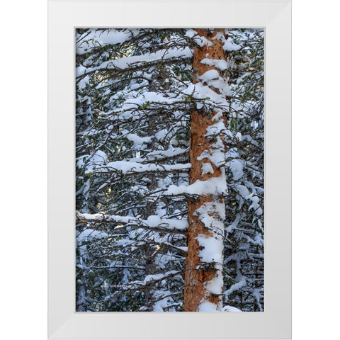 Out On A Limb White Modern Wood Framed Art Print by Sherrell, Bill
