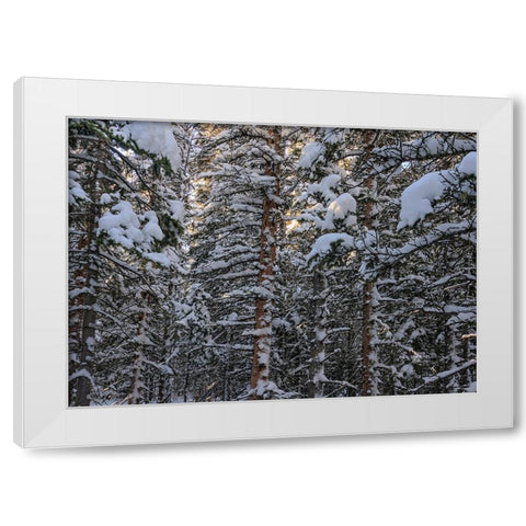 Snowbound White Modern Wood Framed Art Print by Sherrell, Bill