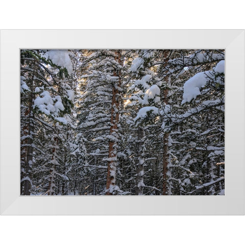 Snowbound White Modern Wood Framed Art Print by Sherrell, Bill