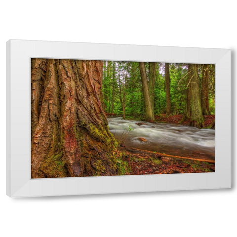 Woodsy White Modern Wood Framed Art Print by Sherrell, Bill